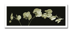 Jk driggs/Orchid Sprays1itHgOt@CeAA[gt[jmGʔ́nyĜ炵zyǊ|tbNz