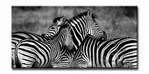 CANVAS ARTiLoXA[gjZebra-Monoi[ujȔnEV}E}̂镗iyurban stylezmGʔ́ntHgiEiA[gyǊ|tbNtzyĜ炵z@n