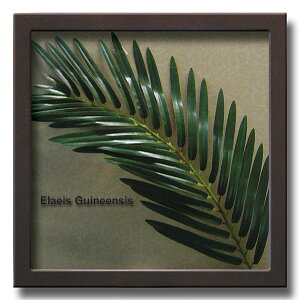 uElaeis Guineensisvy[tRNVzi[tCeAt[jylHϗtAt[zmGʔ́nyĜ炵zyǊ|tbNtz