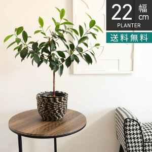 22cm ACA Jo[L CeAG t[|bg 5 v^[Jo[ |bgJo[ K[fG AؔJo[ _ Ԋ   S[h