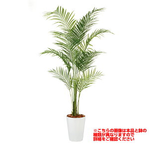 ϗtA lH  AJV PE 1900mm LTCY :ȈՃ|bg i