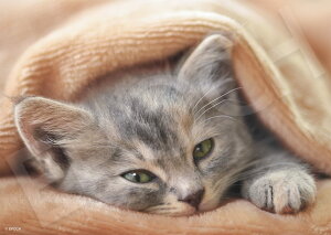 G|bN 108s[X WO\[pY /ybg ˂ ܂̂ (18.2×25.7cm) 03-090 ̂t wt _t EPOCH