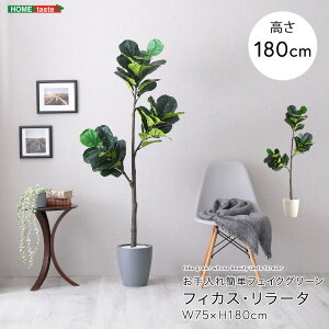 ȒPtFCNO[@tBJXE[^@LTCY(180cm)