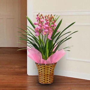 VrWE(sN)5{ oXPbgt    m  ^ 蕨 ϊ yTDz ysz