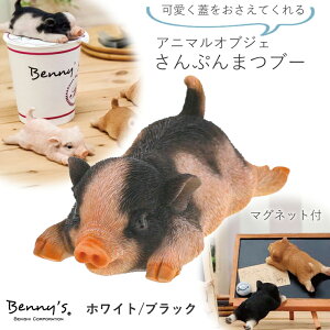 y݌ɌzyoבΉizyzՂ܂u[ zCg/ubN BE-QY-216dbk benny's xj[Y yg΁zAj}IuWF  sbO Ԃ g Ǌ| Aj}}Olbg 