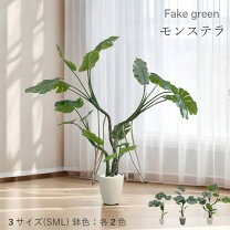 楽天市場】モンステラ 150cm 送料無料 観葉植物の通販