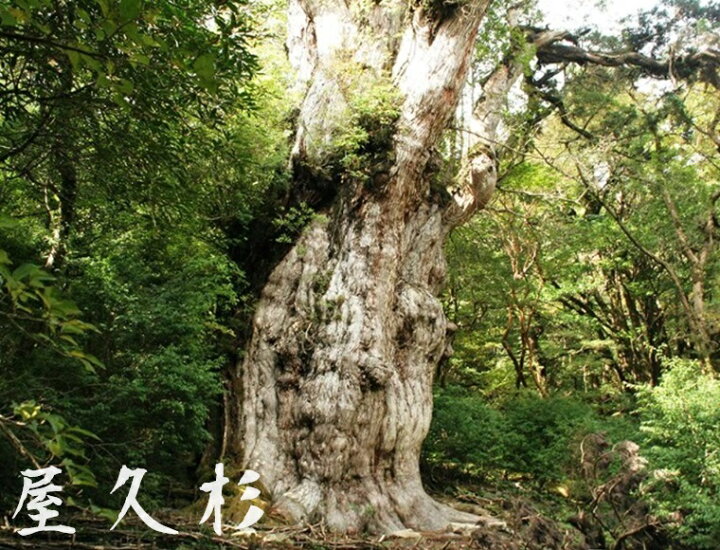 楽天市場】【稀少材】【屋久杉】屋久杉の置物 一点限り 日本製 屋久島 