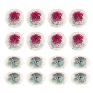 20�� �L�����v �����^�� �}���g�� 7CM ��d����d���K�X���}���g�� �L�����v �K�X�����������v�p �����^���}���g