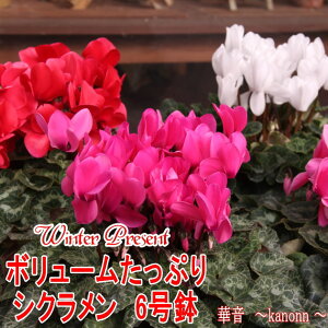 VN6{[Ղ聚MtgbsO@@y Mtg t[ VN a v[g j JXj JƏj җjEΕz