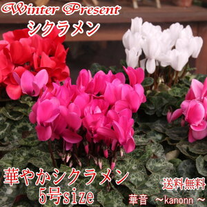 VN5  ΕɃIXX  MtgbsO@@y Mtg t[ VN a v[g j JXj JƏj җjEΕz