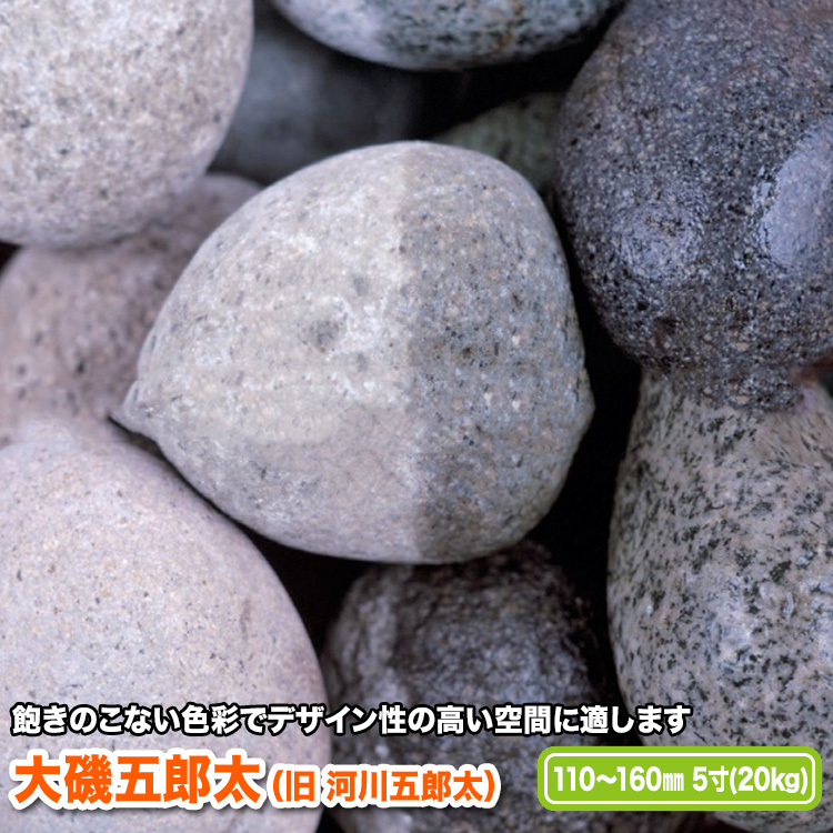 美品 大磯砂利と同じ石質で グレー系 緑系の五郎太石です 110～160mm 流行 大磯五郎太 5寸