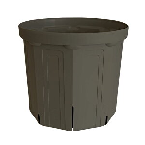 CSM-300 �Z�O���[koigray�i10�����j�i�J�[�����N�J���[�j