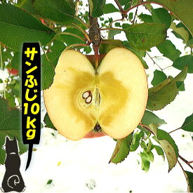 【青森　りんご】【優品　サンふじ　りんご　10kg】　　　　　【送料無料】りんご農家自身が直接販売だから安い!!おいしい!!