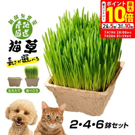 ポイント最大10倍！7/19 20:00〜7/26 01:59まで｜ごちそう猫草 産地直送 新鮮無農薬 犬猫用 2鉢 4鉢 6鉢
