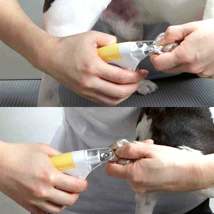 トップ 小動物用 国産 ボディ ケア お手入れ ペッツルート カーブ 爪切り 爪 つめ ツメ カット 切り きり 整える 巻き爪 太い爪 Shipsctc Org