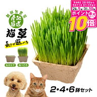 【ポイント最大10倍！9/4 20:00〜9/11 01:59まで】 ごちそう猫草 産地直送 新鮮無農薬 犬猫用 2鉢 4鉢 6鉢