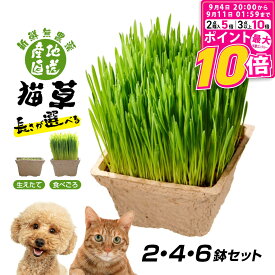 【ポイント最大10倍！9/4 20:00〜9/11 01:59まで】 ごちそう猫草 産地直送 新鮮無農薬 犬猫用 2鉢 4鉢 6鉢