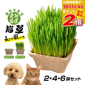 【ポイント全品2倍！10/1限定】 ごちそう猫草 産地直送 新鮮無農薬 犬猫用 2鉢 4鉢 6鉢