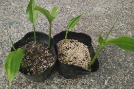 楽天市場 ミョウガ 苗の通販