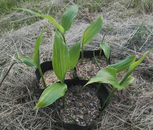 ミョウガ 苗の人気商品 通販 価格比較 価格 Com ミョウガ 苗の人気商品 通販 価格比較 価格 Com