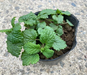 KURUMAYA-herb@o[(bT) c@a12cm|bg@쌧MZR̃n[u@͔|Ԕ_sgp@n[ueB[@@oX^C@bNX̎ԁ@K[fjO