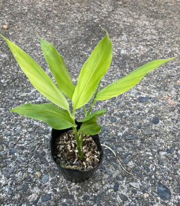 KURUMAYA-herb@݂傤c@1|bg(a10.5cm|bgj^3|bgZbg(a10.5cm|bgj^a18cm|bg쌧MZR@͔|Ԕ_sgp@򖡁@ă~EK@H~EK