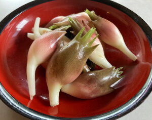 KURUMAYA-herb@R̍K݂傤@150g^500g^1kg@MBR@͔|Ԕ_sgp@򖡁@Е
