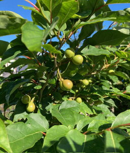 KURUMAYA-herb 油瀝青(あぶらちゃん)茶 ドライハーブ 信州斑尾山 柑橘系新緑の香り 和ハーブ 黒文字三兄弟 ハーブティー