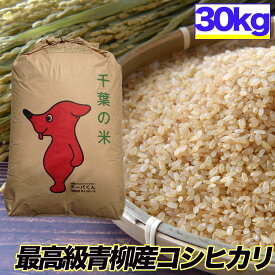 コシヒカリ 令和6年産 玄米 30kg 塩むすびで食べて♪厳選した生産者青柳産コシヒカリ 送料無料【精米無料】【送料無料】玄米　白米　精米　30kg　こしひかり 30キロ お米 コメ コシヒカリ 食品