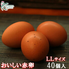 楽天市場 Ll 鶏卵 卵 食品の通販