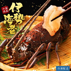 TCYMIX Y t ɐCV ɐCV { 2 800g CV ɐ ɐGr  lobster  Nx VN  t Yn L Ⓚۑ ɐCVkt Ԃ O^  