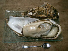 北海道厚岸産　殻付き生牡蠣　生食用　30個入り（100g〜130g）