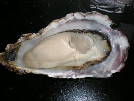 北海道厚岸産　殻付き　生牡蠣　生食用 30個入り（130g〜150g）