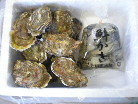 厚岸産　殻付き牡蠣　10個入り・むき身生カキ　300g　セット