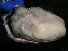 かき仙鳳趾（せんぽうし）産30個（130g〜160g）　　北海道釧路の新鮮牡蠣