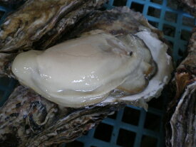釧路の新鮮　厚岸産　特大殻付活牡蠣（150g～200g）20個