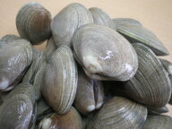 北海道　厚岸産　あさり　1Kg　砂出し後　出荷