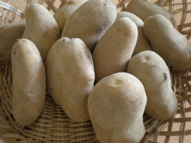 送料無料　十勝産　メークイン　10Kg　北海道