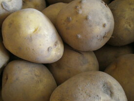 送料無料　北海道　十勝産　じゃがいも　とうや　10Kg（昆玉）