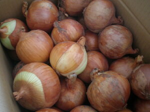 L@͔|@ʂ˂ 10Kg kC@\Y