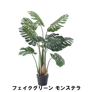 tFCNO[ Xe 56 s56 100cm  lHϗtA K[f K[fpi