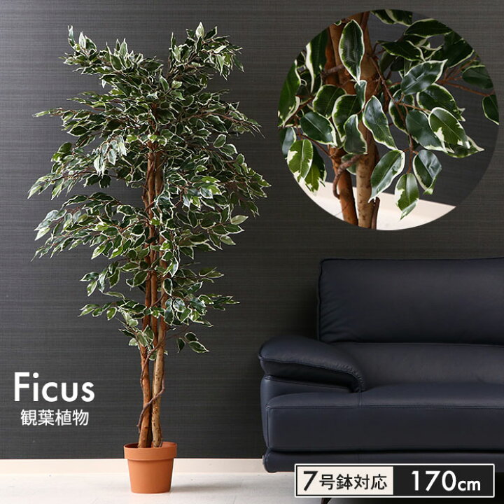 楽天市場 在庫処分 フェイクグリーン 人工 観葉植物 フィカス 高さ 170cm 7号鉢対応 人工 造花 フェイク グリーン シンプル オフィス おしゃれ 観葉 植物 鉢植え インテリア 大型 高い 大きい 室内 鉢 お手入れ 不要 間仕切り 目隠し リビング クツログ