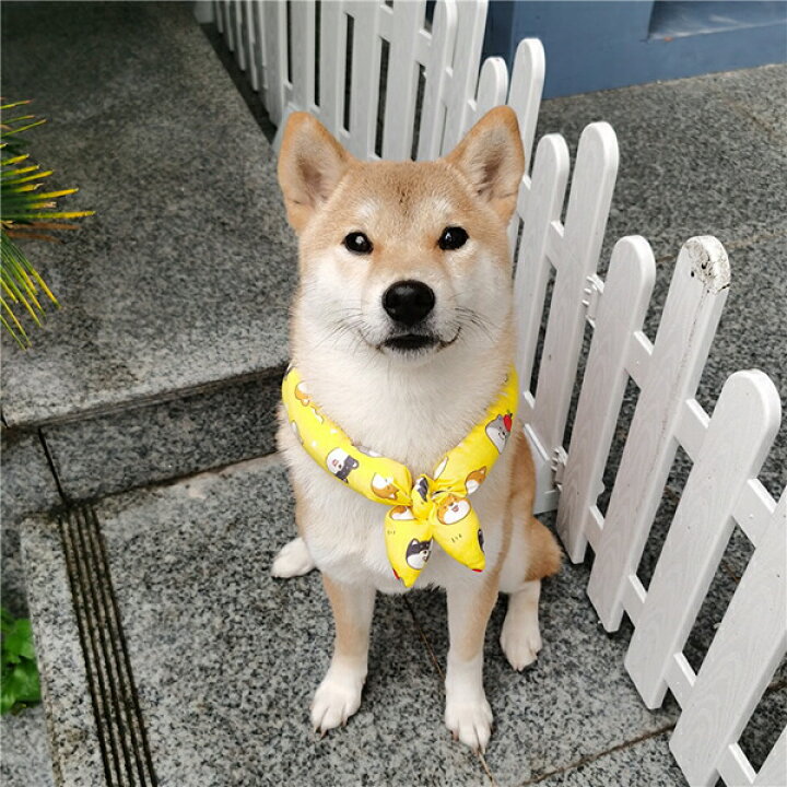 楽天市場 首に通すだけのお手軽おしゃれ ペット アクセサリー スカーフ 唐草模様 和柄 和風 ネックスカーフ 犬 猫 ペット用品 記念写真 夏祭り 靴下プレミアム 楽天市場 首に通すだけのお手軽おしゃれ ペット アクセサリー スカーフ 唐草模様 和柄 和風 ネックスカーフ 犬 猫 ペット用品 記念写真 夏祭り 靴下プレミアム