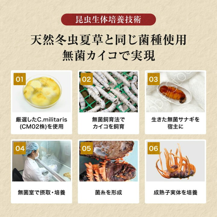 楽天市場】冬虫夏草 サナギタケ 120粒 【送料無料】純国産品冬虫夏草 