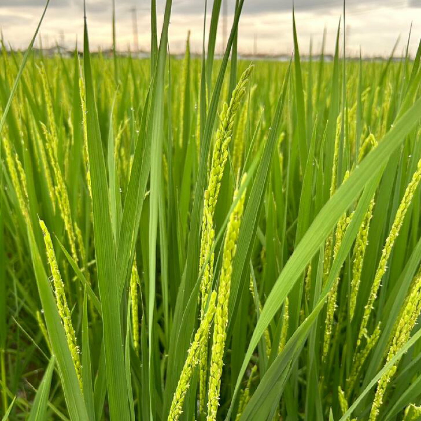 楽天市場 | お米のクワベー - 全国品種ランキング