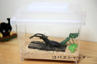 コバエシャッター蓋＋ケース/中★いやなコバエをピッタリシャット！保湿効果もあり、クワガタ、カブト飼…