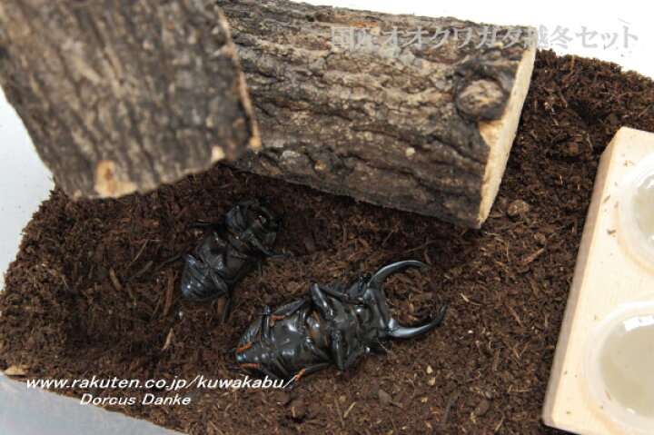 楽天市場 国産オオクワガタ越冬セット クワガタ カブト専門店イークワ 楽天市場 国産オオクワガタ越冬セット クワガタ カブト専門店イークワ