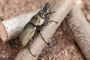 �y�ׁz�ۑ��]�|�h�~��10�{�Z�b�g