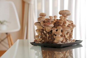 ͔|Lbg 1(EW[V[ȒőʂɎno^3600ccۏ)