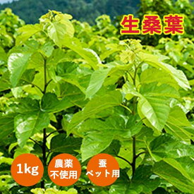 楽天市場 蚕の通販